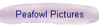 Peafowl Pictures