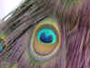 Eye feather.jpg (54847 bytes)