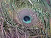 Male_2_year_eye_feather_up_close.jpg (120530 bytes)