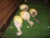 Pull_the_chicks_heads_and_necks_out_and_let_them_finish_hatching_on_their_own.JPG (45400 bytes)