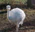 White chick front view.jpg (102576 bytes)